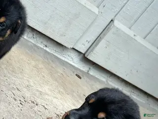 Rottweiler dogs Rottweiler Puppy 1 - Ad 25