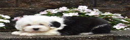 Old English Sheepdog dogs for sale: Mario - Ad 3