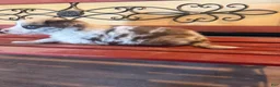 Border Collie dogs for sale: Specks - Ad 25