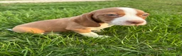 Beagle dogs for sale: Goose - Ad 6