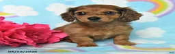 Miniature Dachshund dogs for sale: Penny - Ad 2