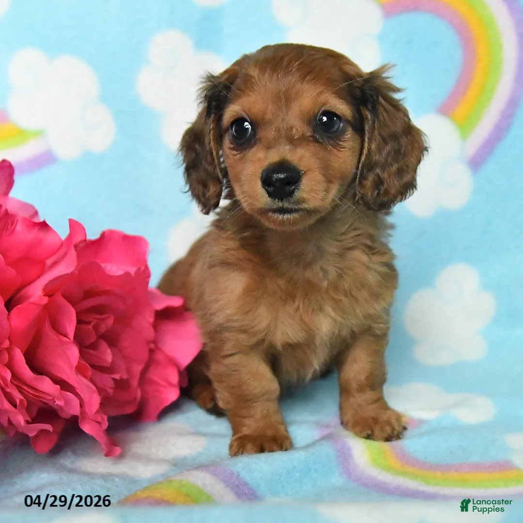 Miniature Dachshund dogs for sale: Penny - Ad 2