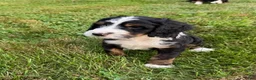 Bernedoodle dogs for sale: Ben - Ad 7