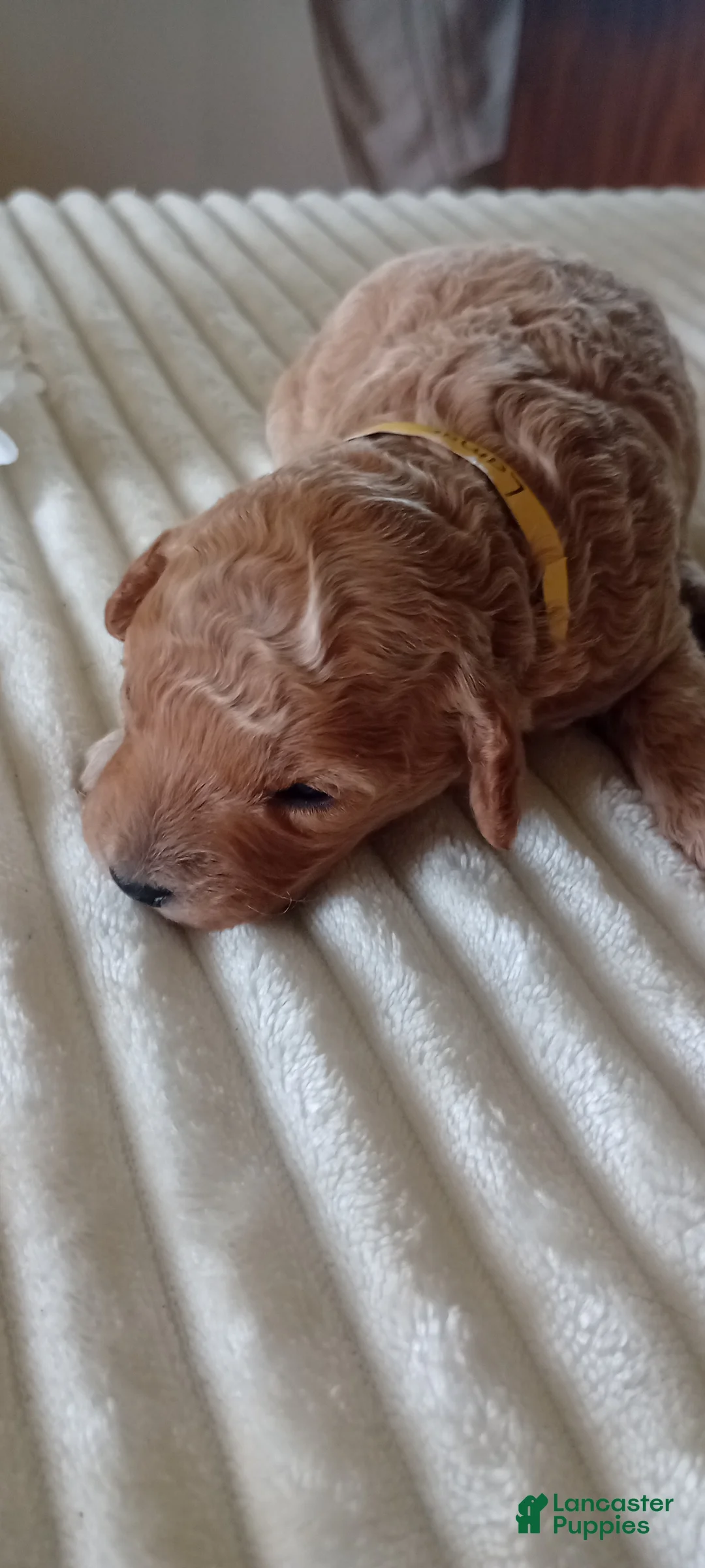 Mini Goldendoodle dogs for sale: Mr. Lamar - Ad 2