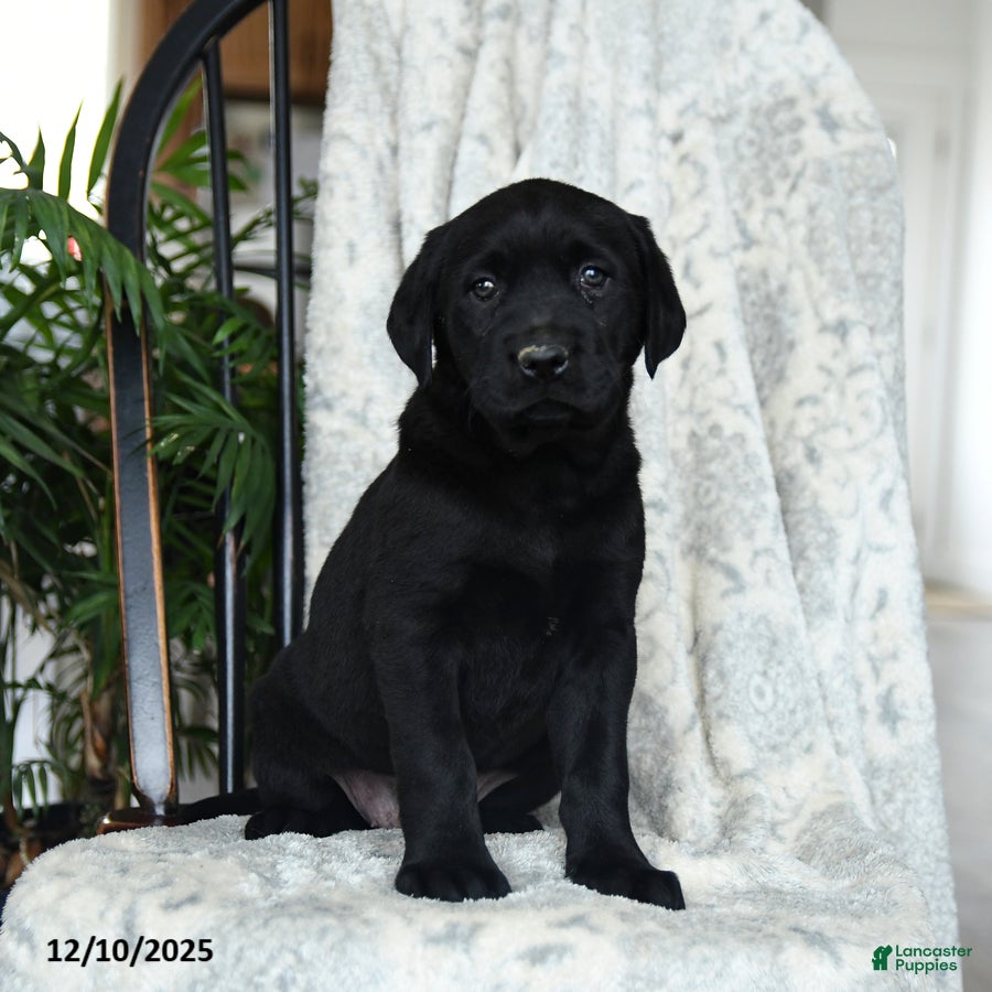 Labrador Retriever dogs Blackberry - Ad 18