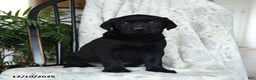 Labrador Retriever dogs for sale: Blackberry - Ad 1