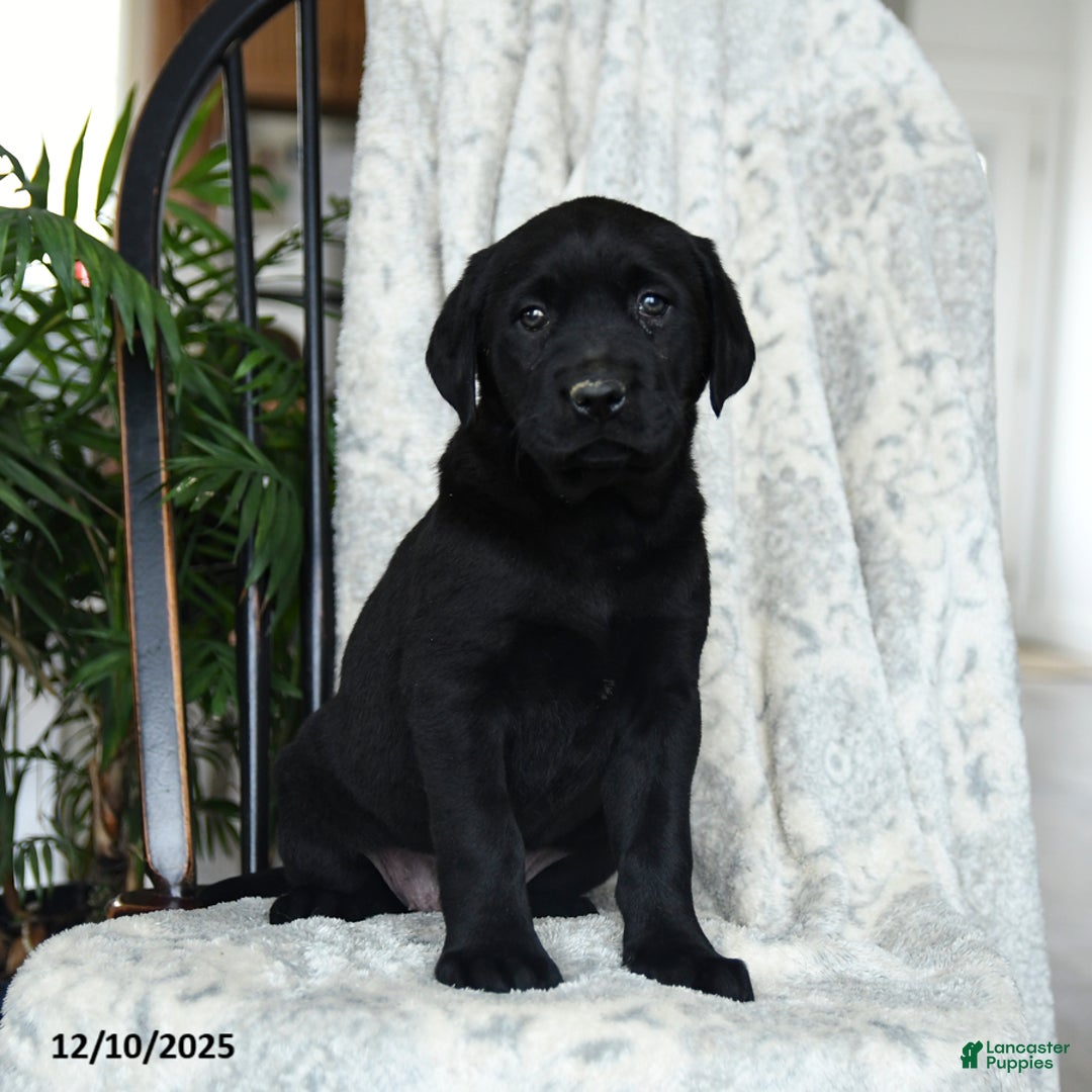 Labrador Retriever dogs for sale: Blackberry - Ad 1