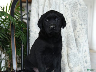 Labrador Retriever dogs Blackberry - Ad 1