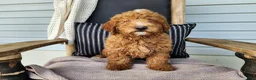 Mini Bernedoodle dogs for sale: Dallas - Ad 9