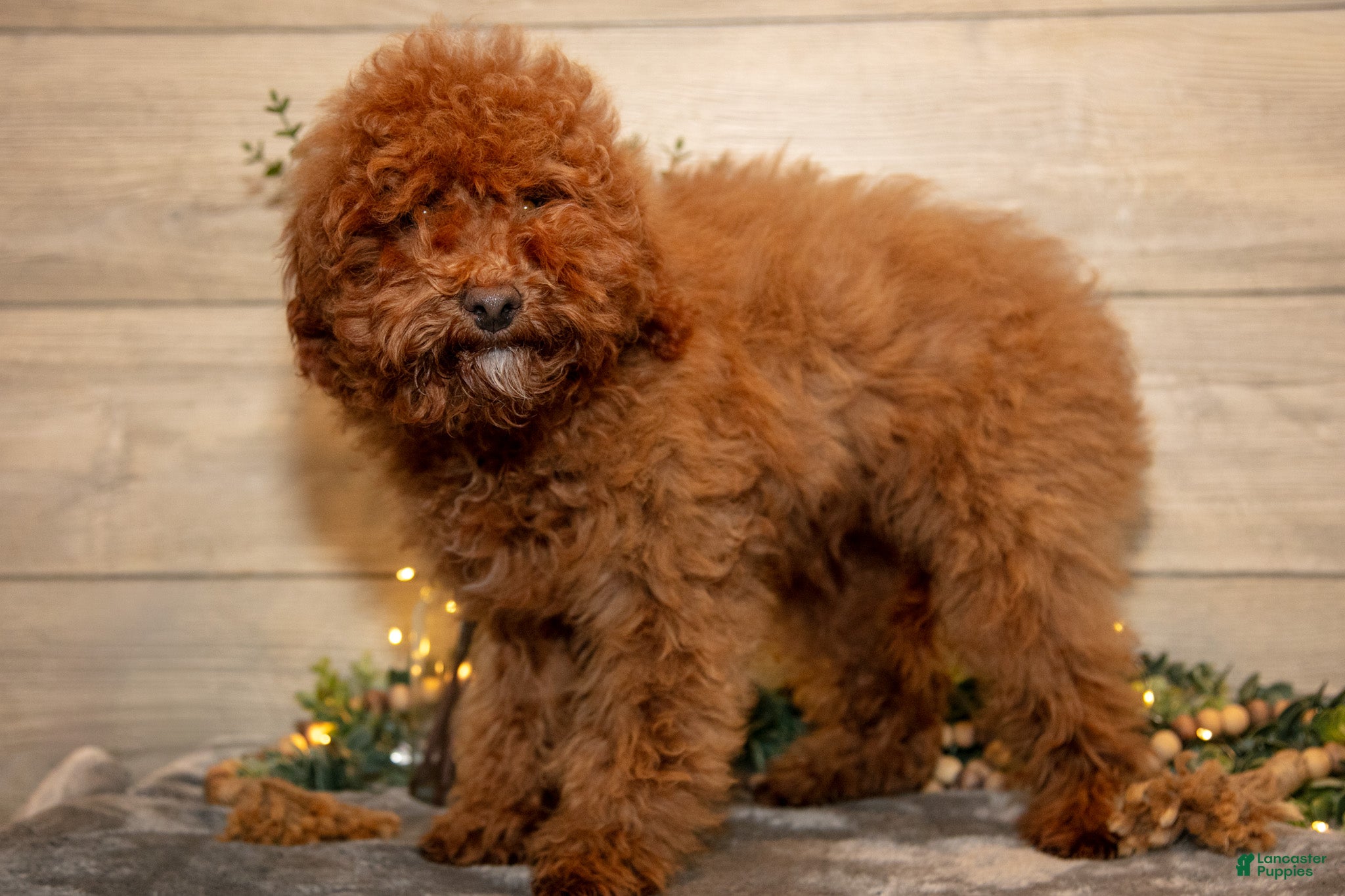 Mini Goldendoodle dogs Manny - Ad 2