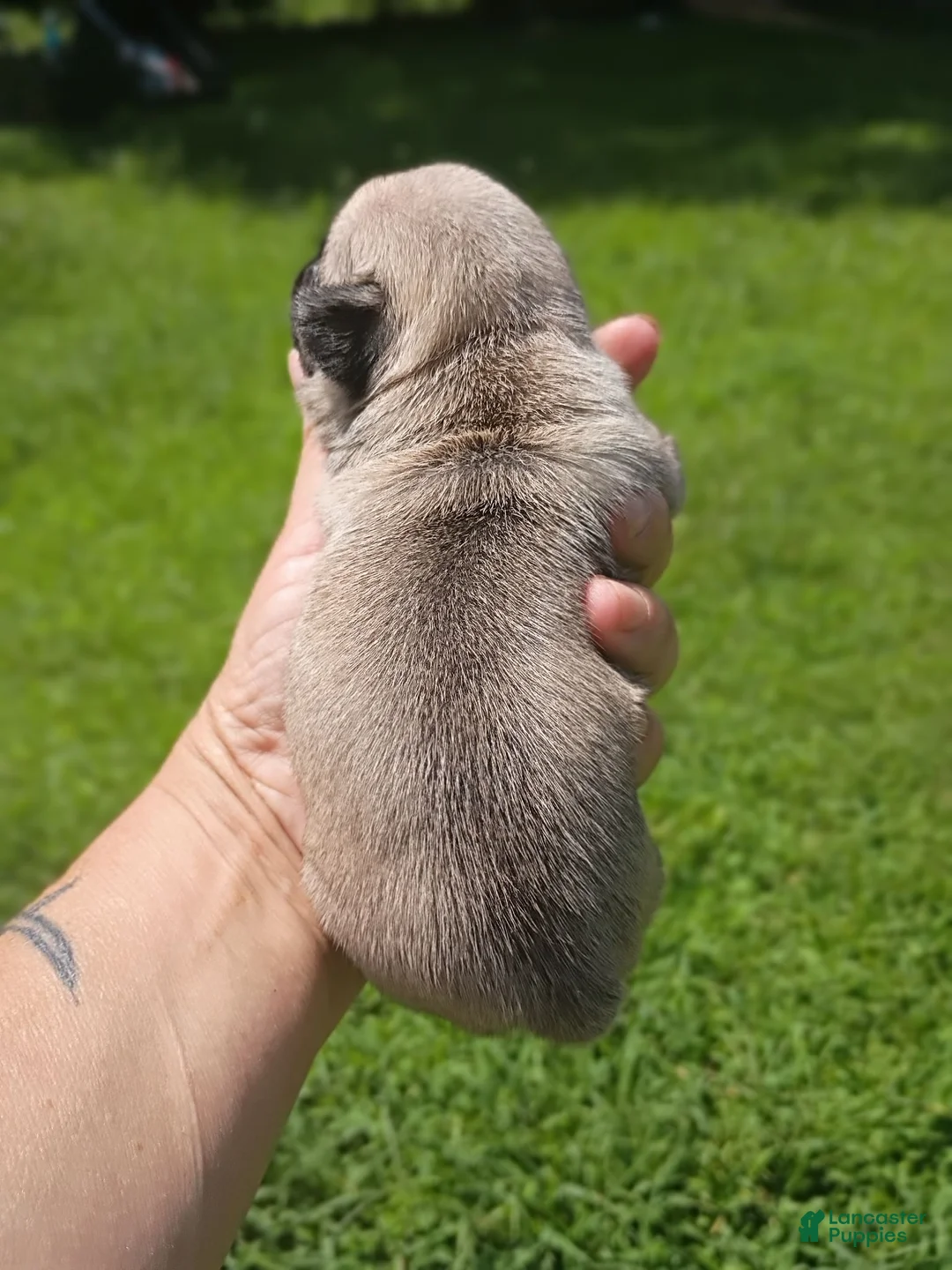 Pug dogs for sale: Nala - Ad 2
