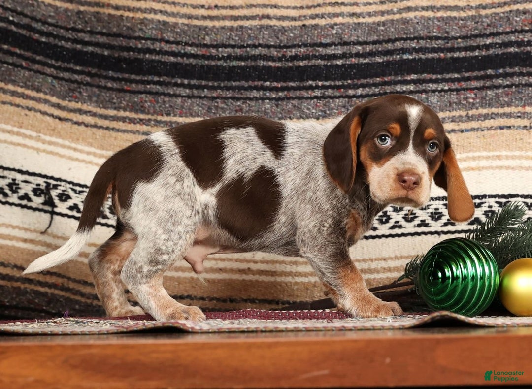 Beagle dogs for sale: Comet - Ad 3