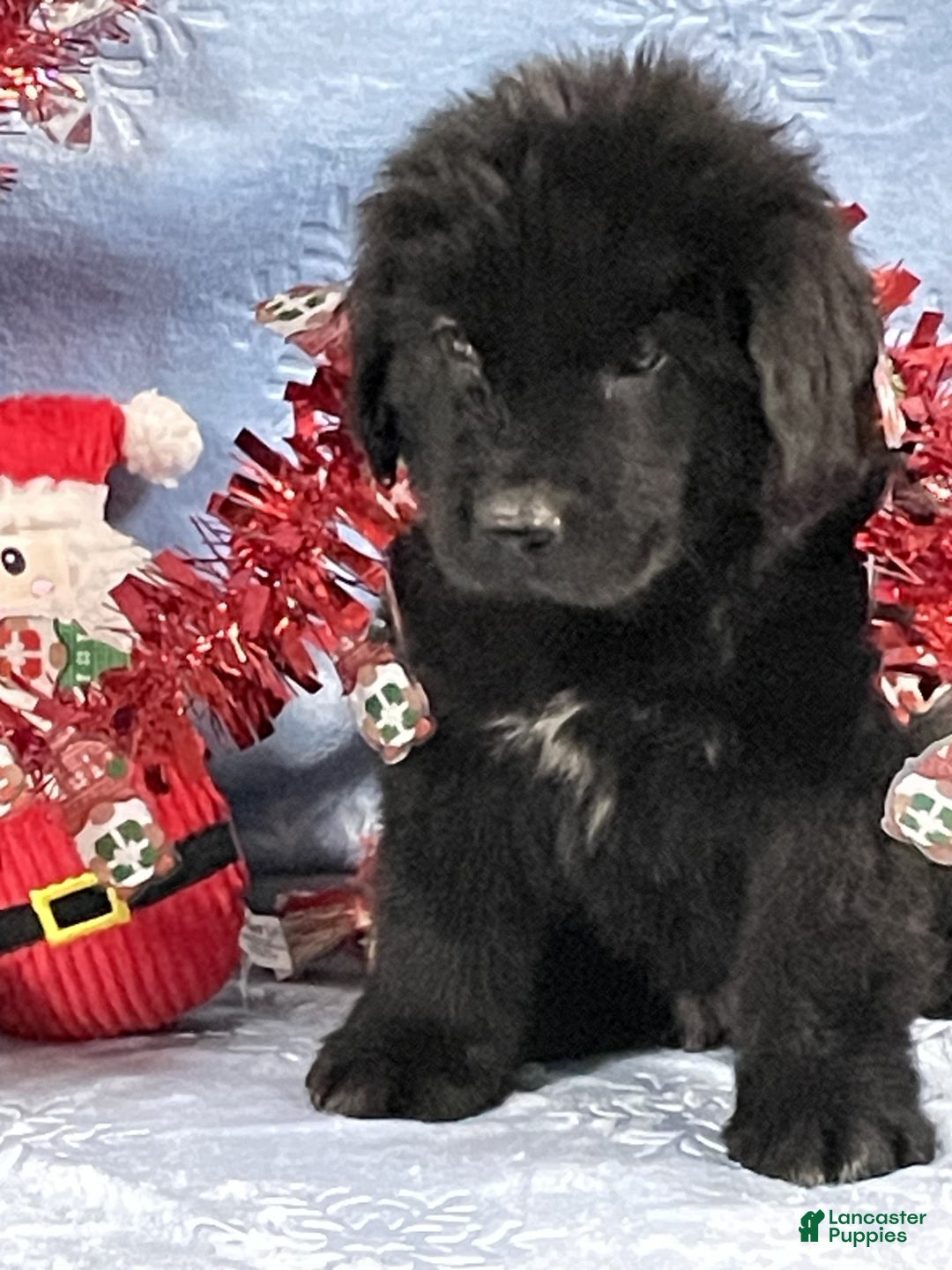Newfoundland dogs for sale: Newfoundland Puppy 1 - Ad 7