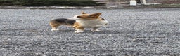 Welsh Corgi Pembroke dogs for sale: Rose - Ad 6