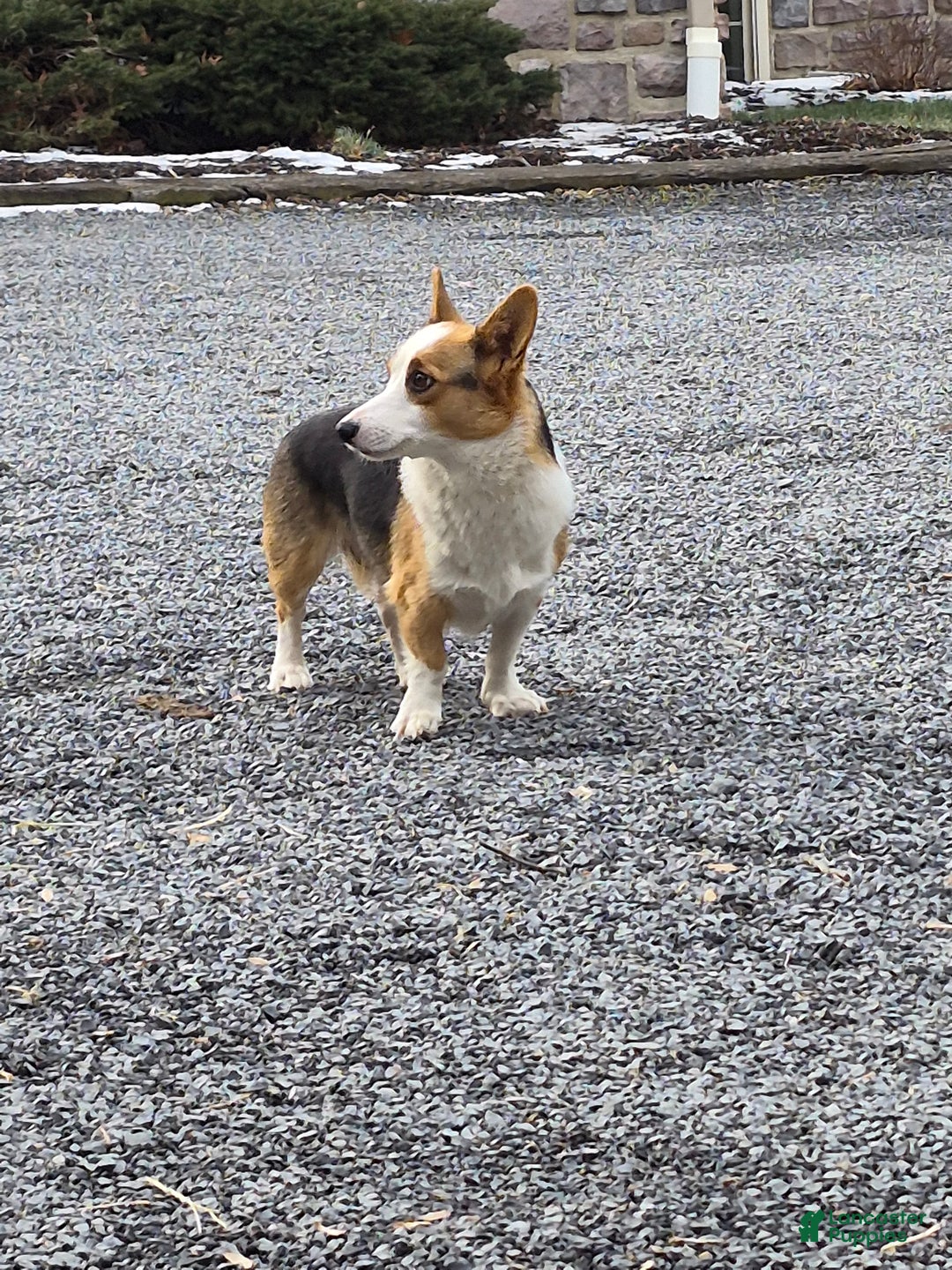 Welsh Corgi Pembroke dogs for sale: Rose - Ad 6