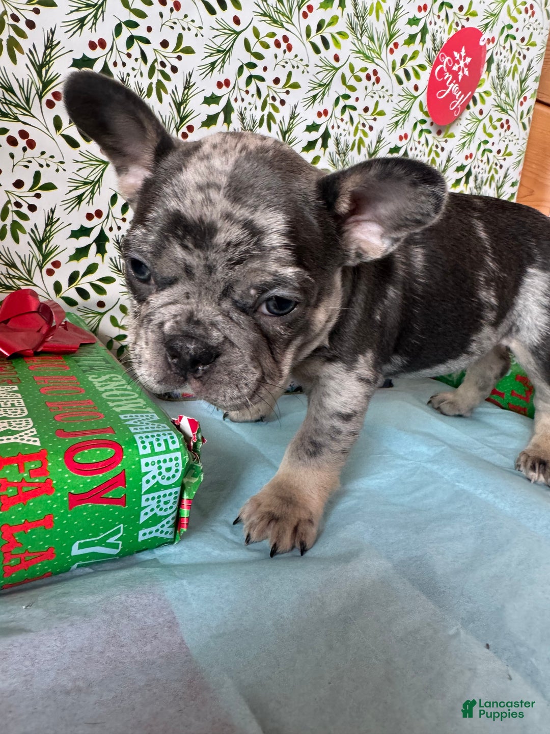 French Bulldog dogs for sale: MILO - Ad 4