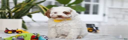 Cockapoo dogs for sale: Juniper - Ad 3