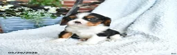 Cavalier King Charles Spaniel dogs for sale: Delvin - Ad 2