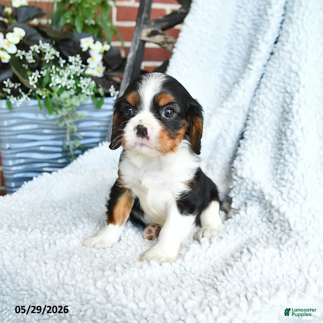 Cavalier King Charles Spaniel dogs for sale: Delvin - Ad 2