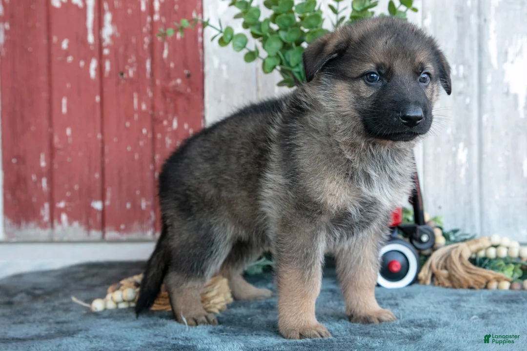 German Shepherd dogs for sale: Kent - Ad 2