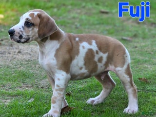 Great Dane dogs Fuji - Ad 28