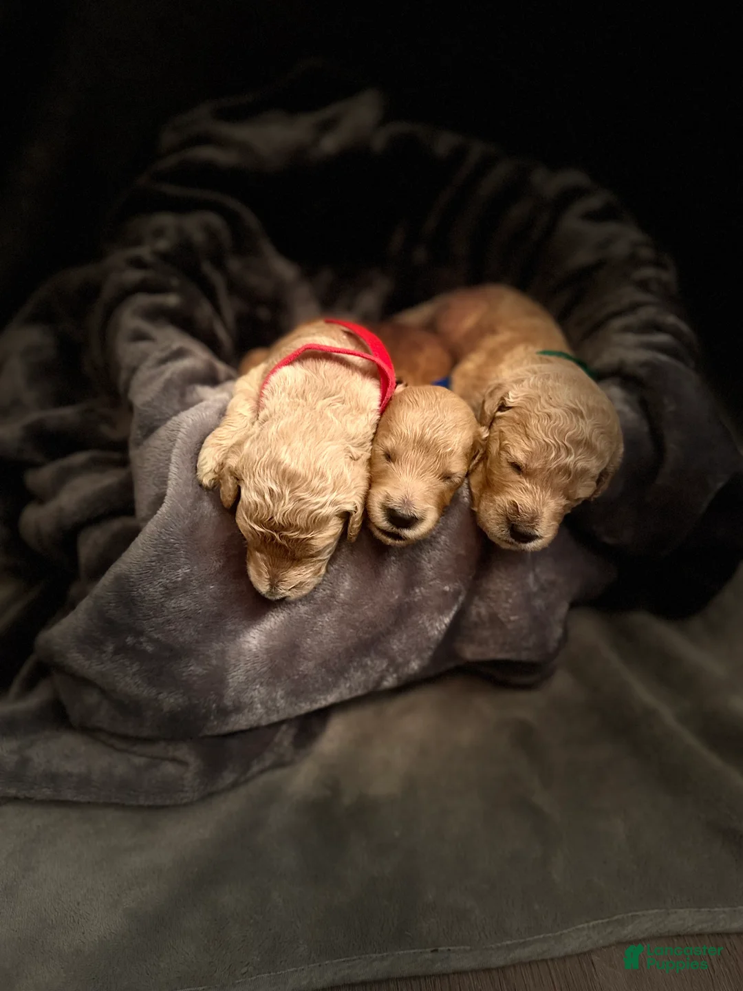 Goldendoodle dogs for sale: Goldendoodle Puppy 7 - Ad 1