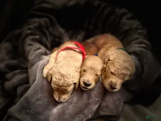 Goldendoodle dogs Goldendoodle Puppy 7 - Ad 41