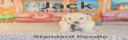 Standard Poodle dogs for sale: Jack - Ad 3