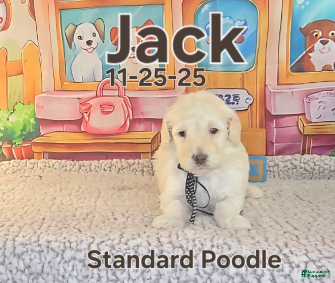 Standard Poodle dogs for sale: Jack - Ad 3