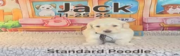 Standard Poodle dogs for sale: Jack - Ad 3
