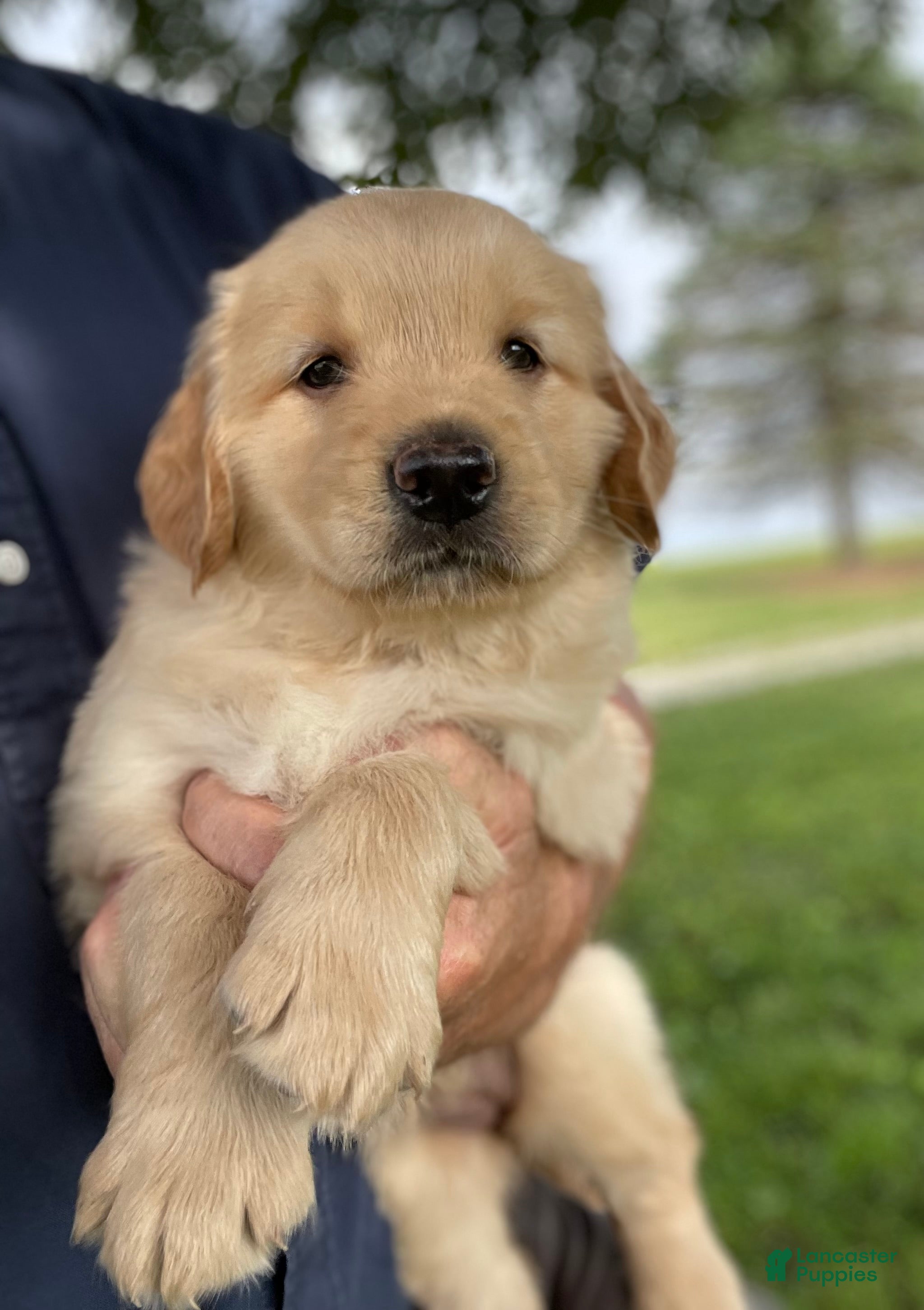 Golden Retriever dogs for sale: Daisy - Ad 3