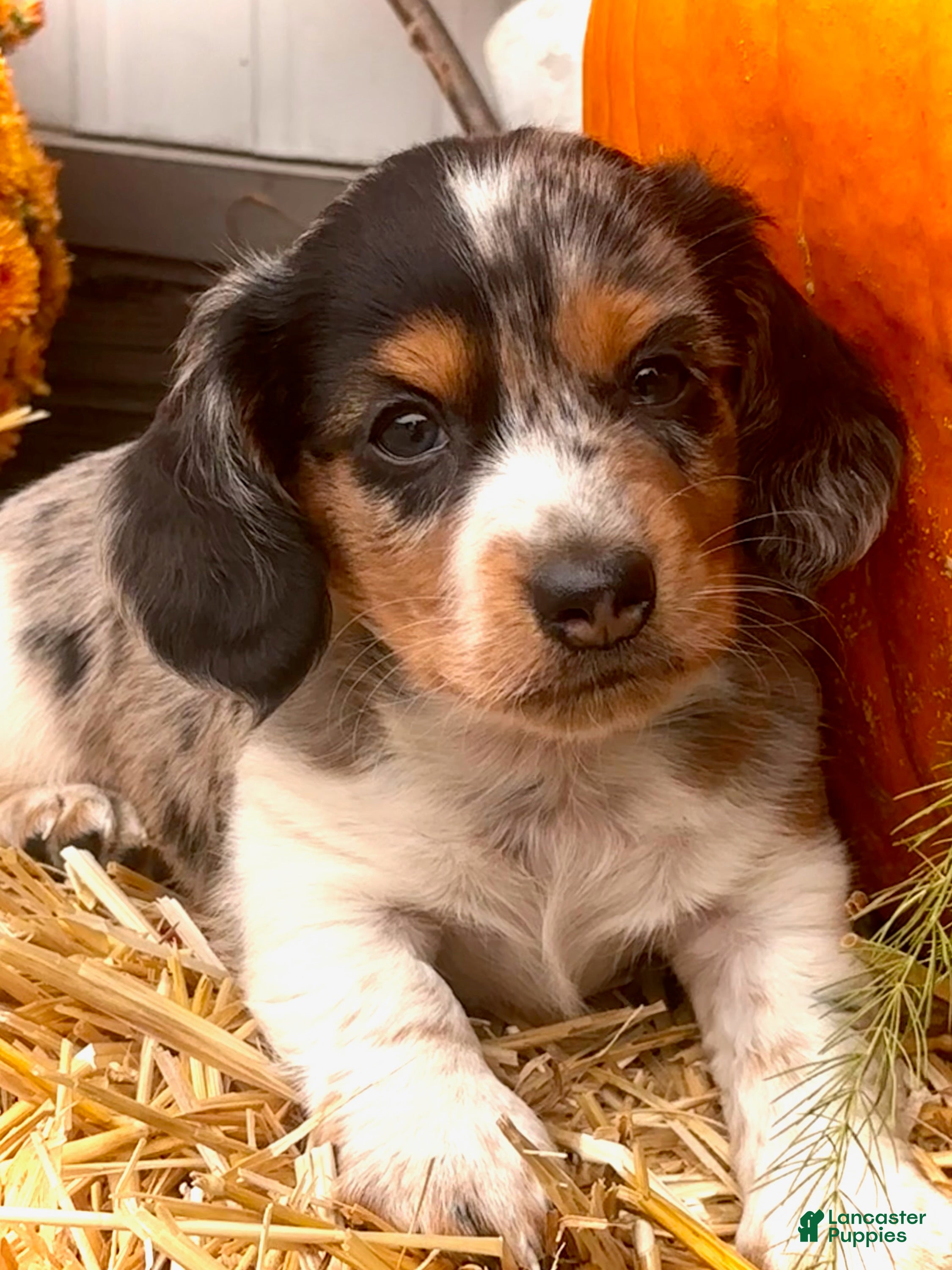 Miniature Dachshund dogs for sale:  LIL' PEPPERJACK - Ad 1