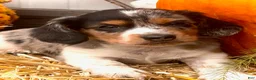 Miniature Dachshund dogs for sale:  LIL' PEPPERJACK - Ad 7