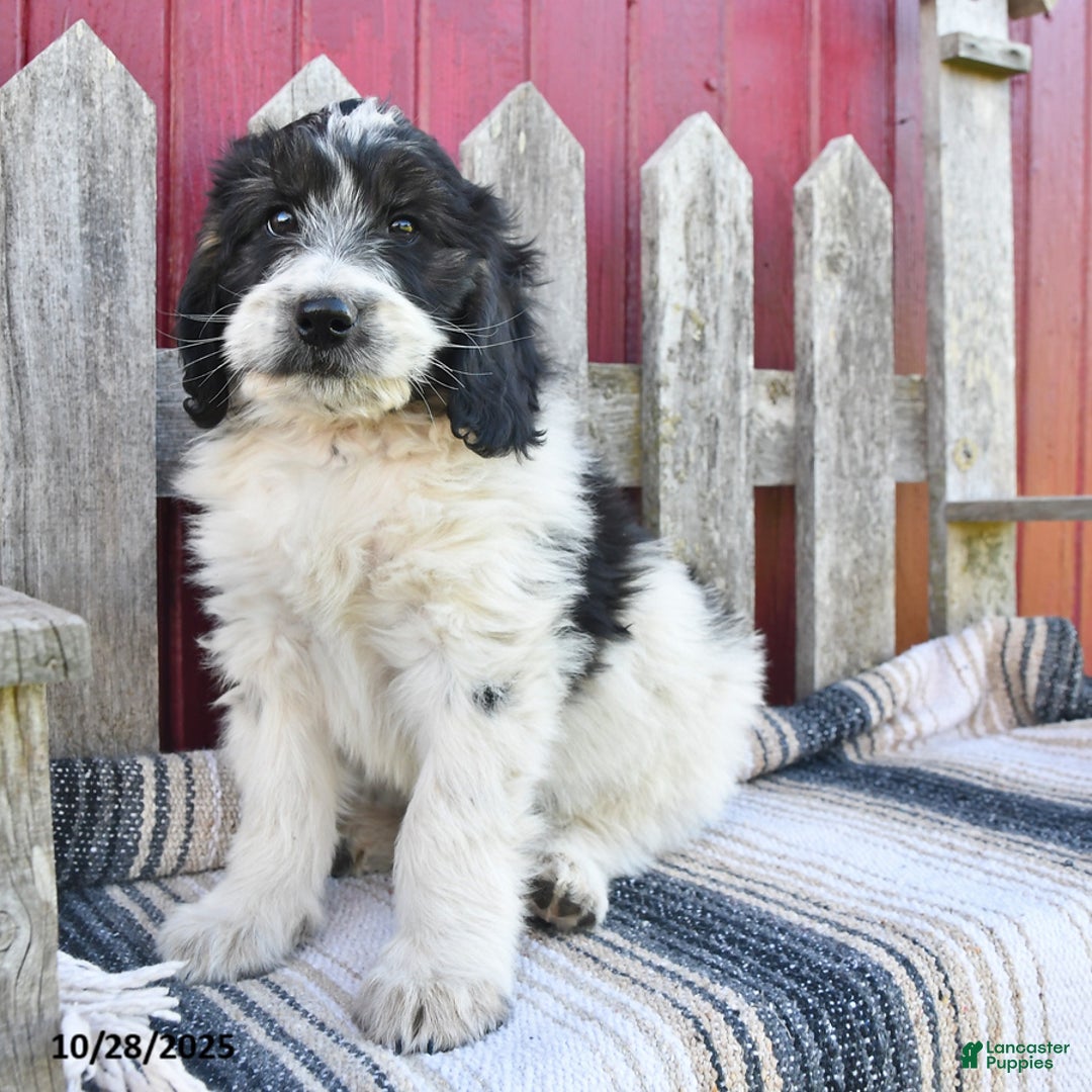 Bernedoodle dogs for sale: Max - Ad 9