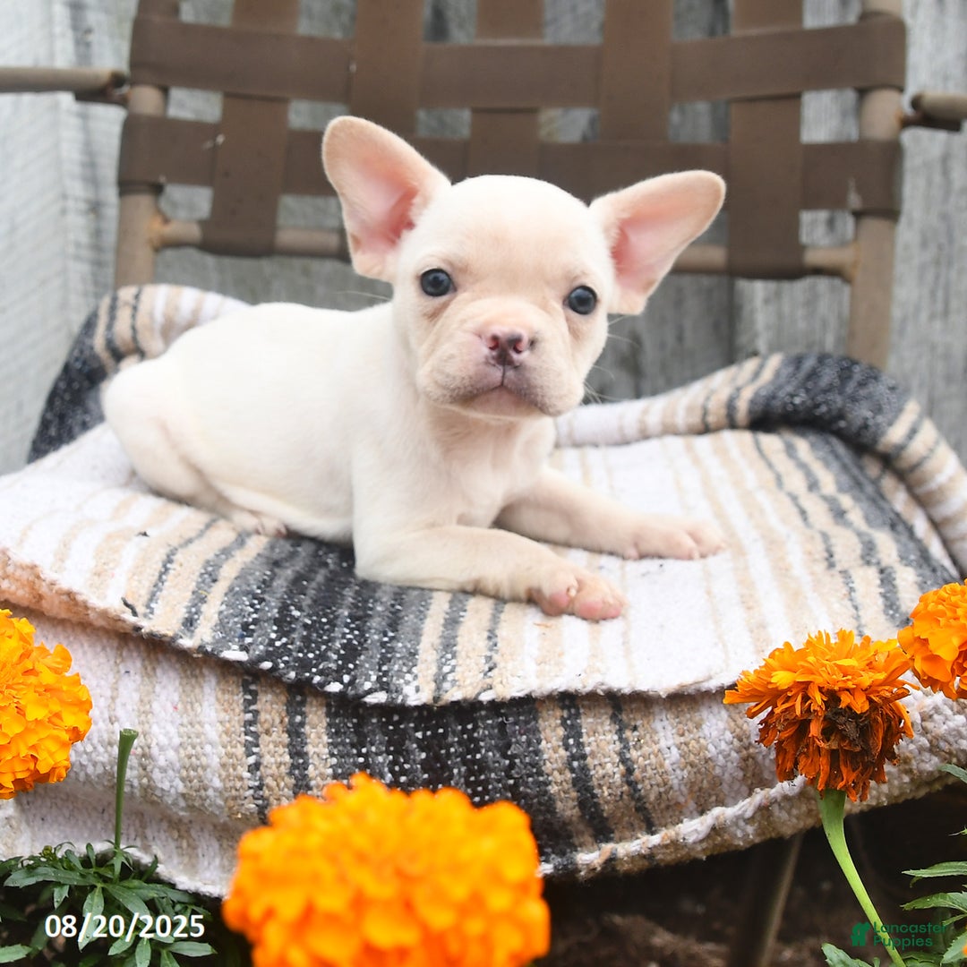 French Bulldog dogs for sale: Tulip - Ad 3