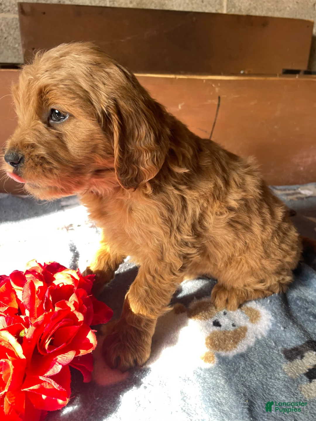 Mini Goldendoodle dogs for sale: Howard - Ad 2