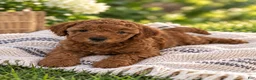 Mini Goldendoodle dogs for sale: Lily - Ad 10