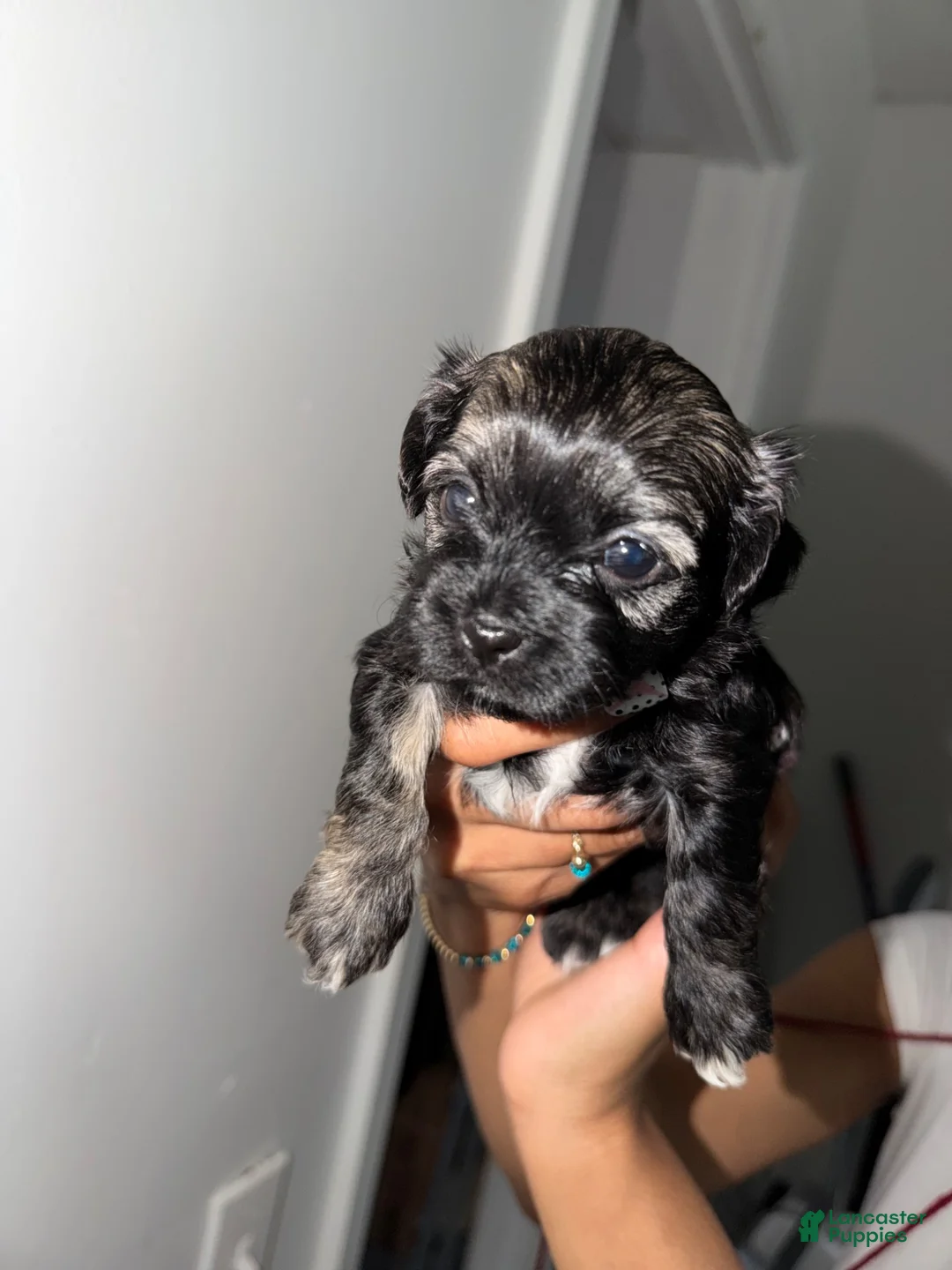 Mixed Breed dogs for sale: Mixed Breed 4 - Ad 1