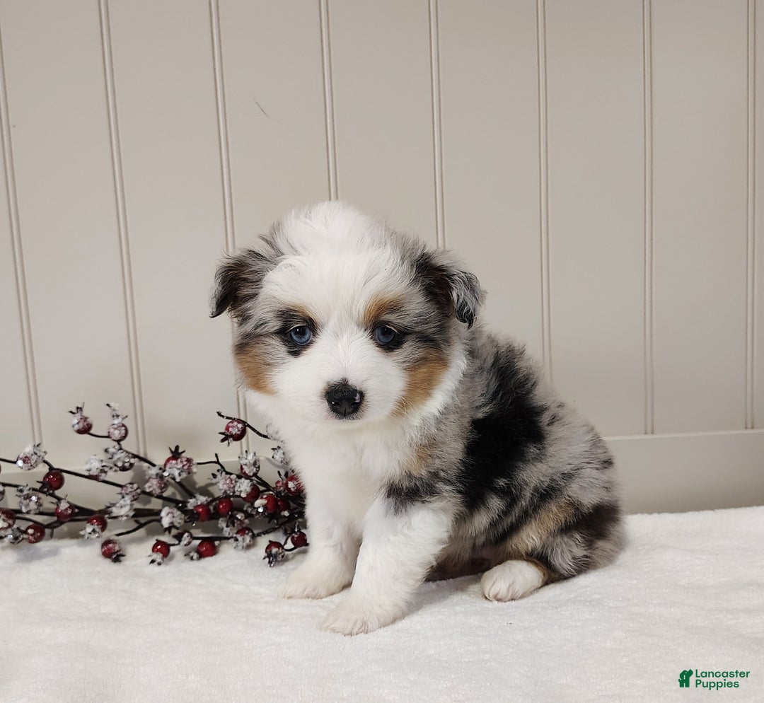 Miniature Australian Shepherd dogs for sale: Miniature Australian Shepherd Puppy 2 - Ad 2