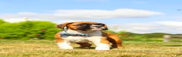 Boxer dogs for sale: Blane - Ad 8