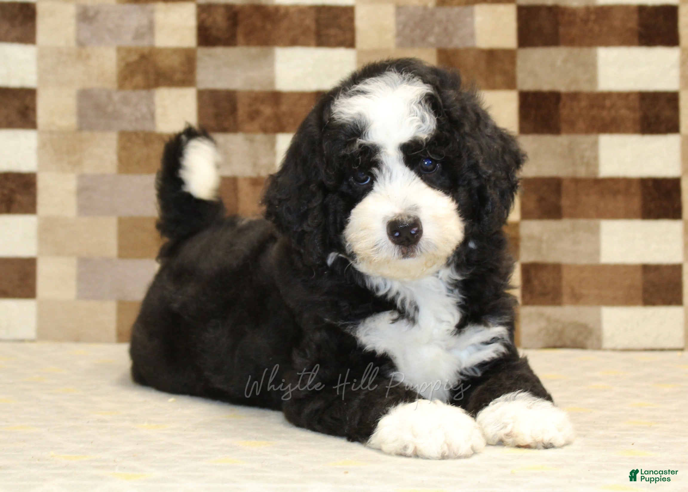 Mini Bernedoodle dogs Cody - Ad 2