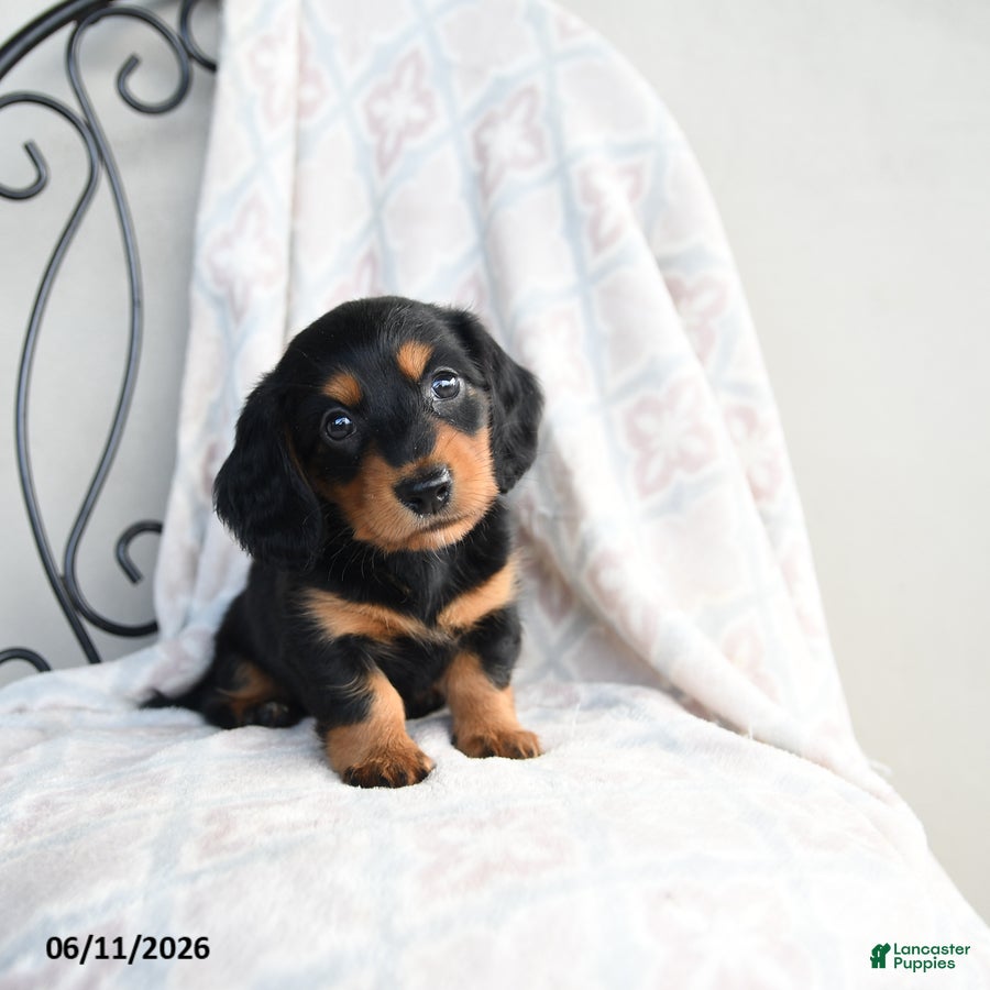 Miniature Dachshund dogs for sale: Zane - Ad 4