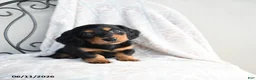 Miniature Dachshund dogs for sale: Zane - Ad 1