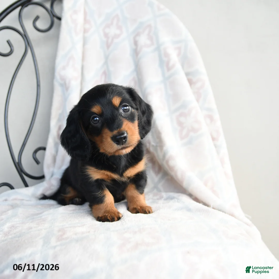 Miniature Dachshund dogs for sale: Zane - Ad 1
