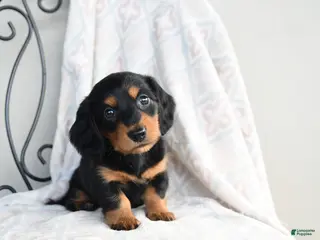 Miniature Dachshund dogs for sale: Zane - Ad 4