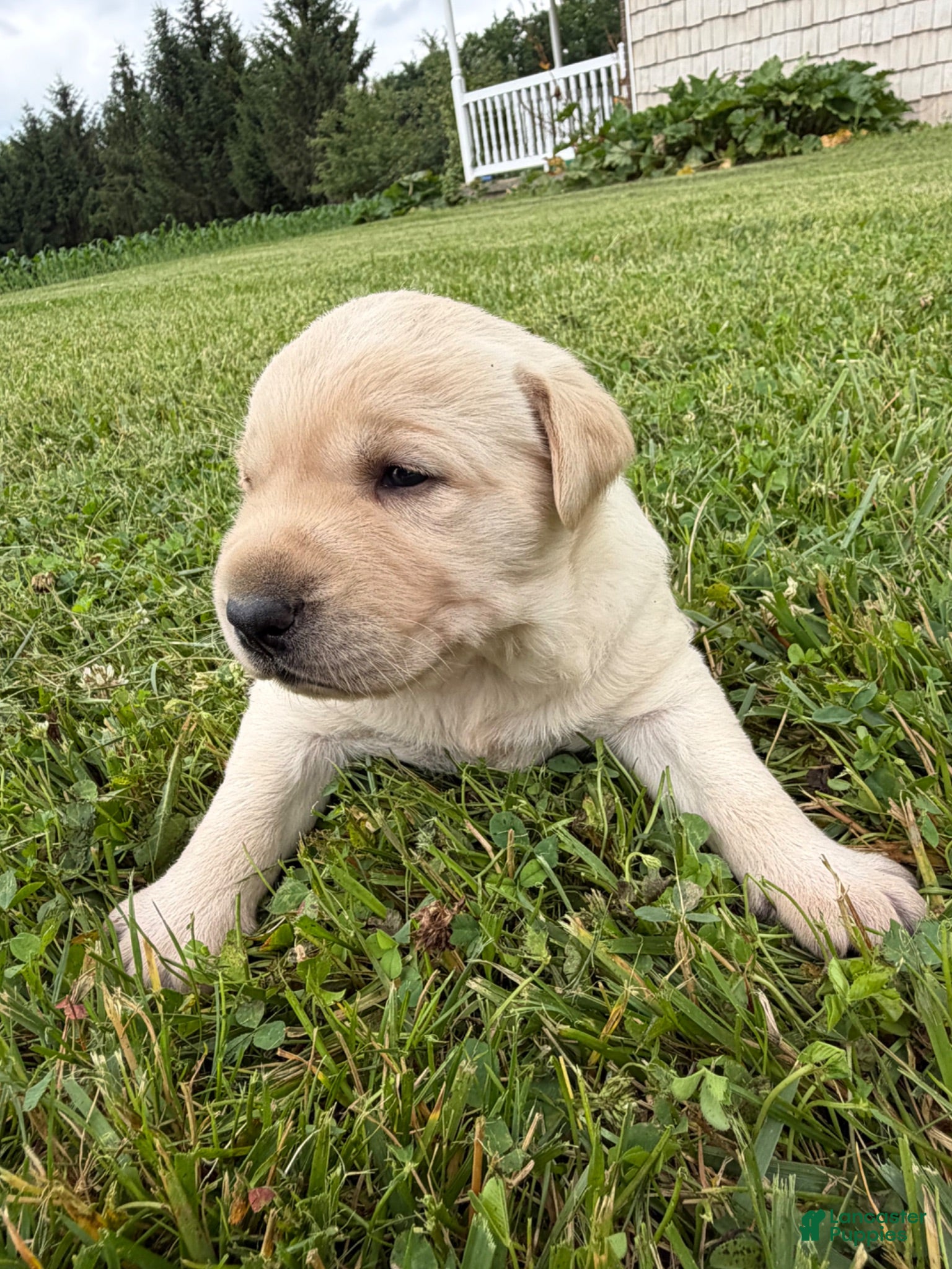 Labrador Retriever dogs Chloe - Ad 1