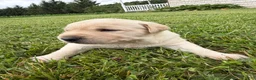 Labrador Retriever dogs for sale: Chloe - Ad 1