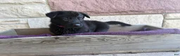 German Shepherd dogs for sale: Gwen - Ad 15