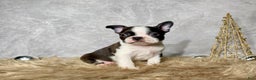 Boston Terrier dogs for sale: Cedar  - Ad 2