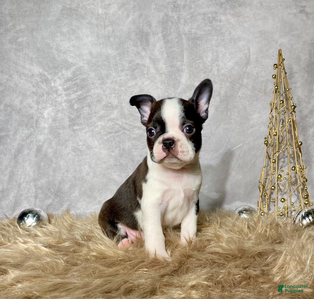 Boston Terrier dogs for sale: Cedar  - Ad 2